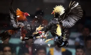 Bí Quyết Chinh Phục Đá Gà WS168 Tại KUBET Từ A Đến Z